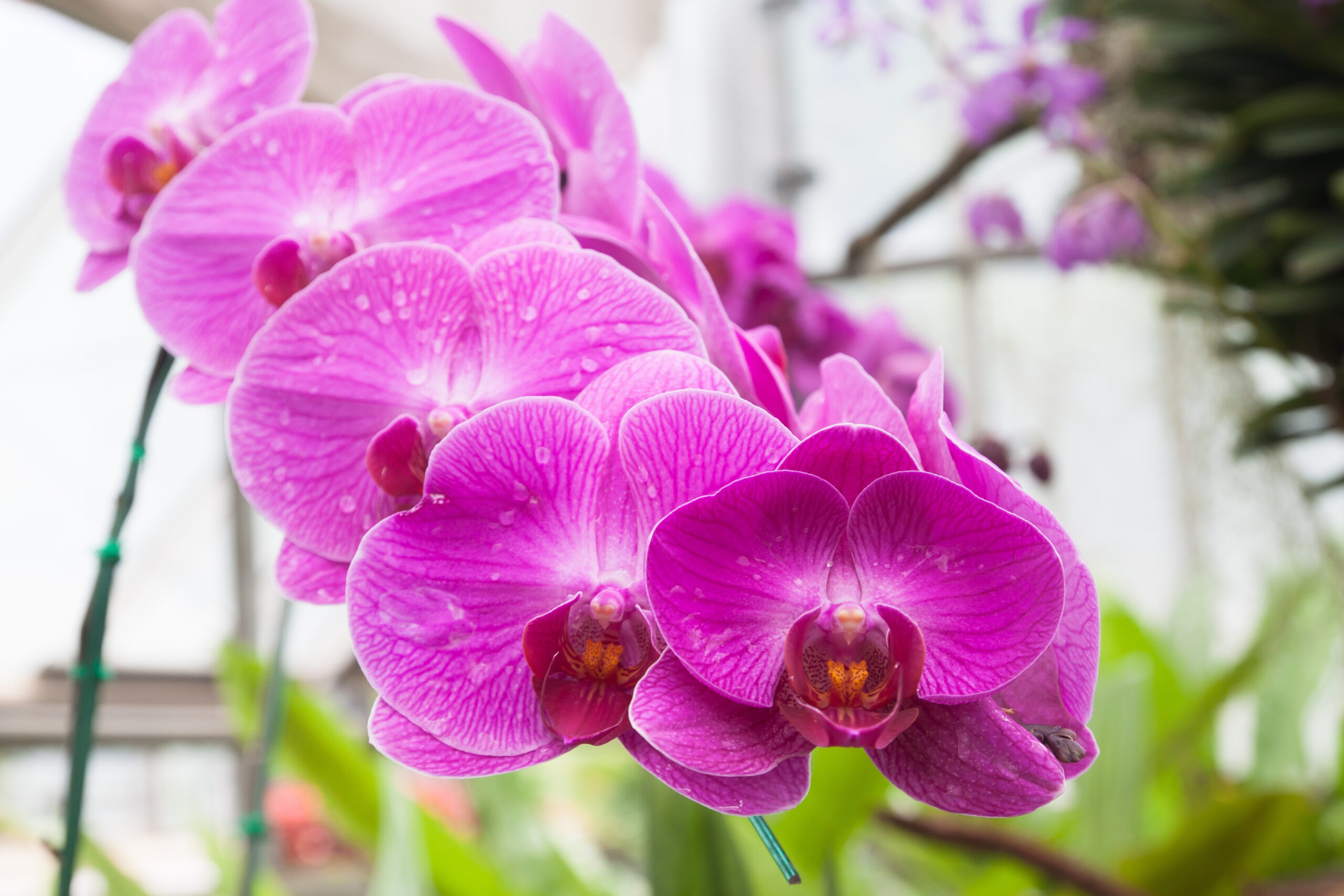 Uma orquídea Vanda, florida com flores da cor lilás.